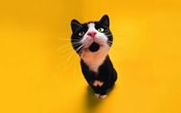 pic for Super Cute Black And White Cat 